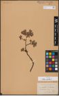 Foto von Salix aurita L.